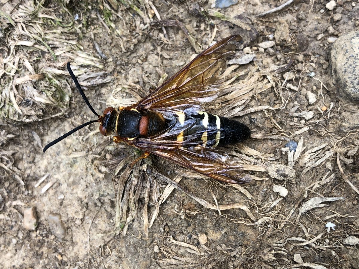A cicada killer wasp resting on bare ground