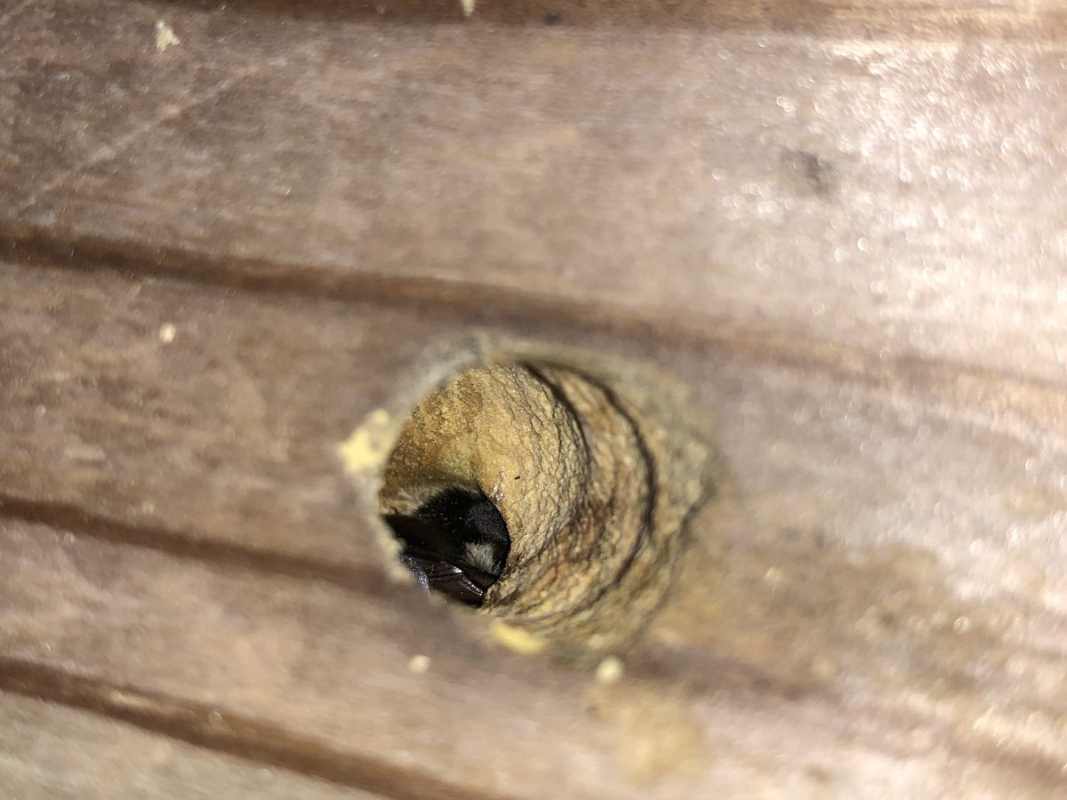 A carpenter bee at its round nest hole in a wooden post