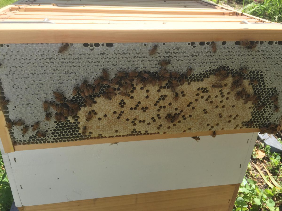 A frame from the brood nest: capped brood in an arc, honey above