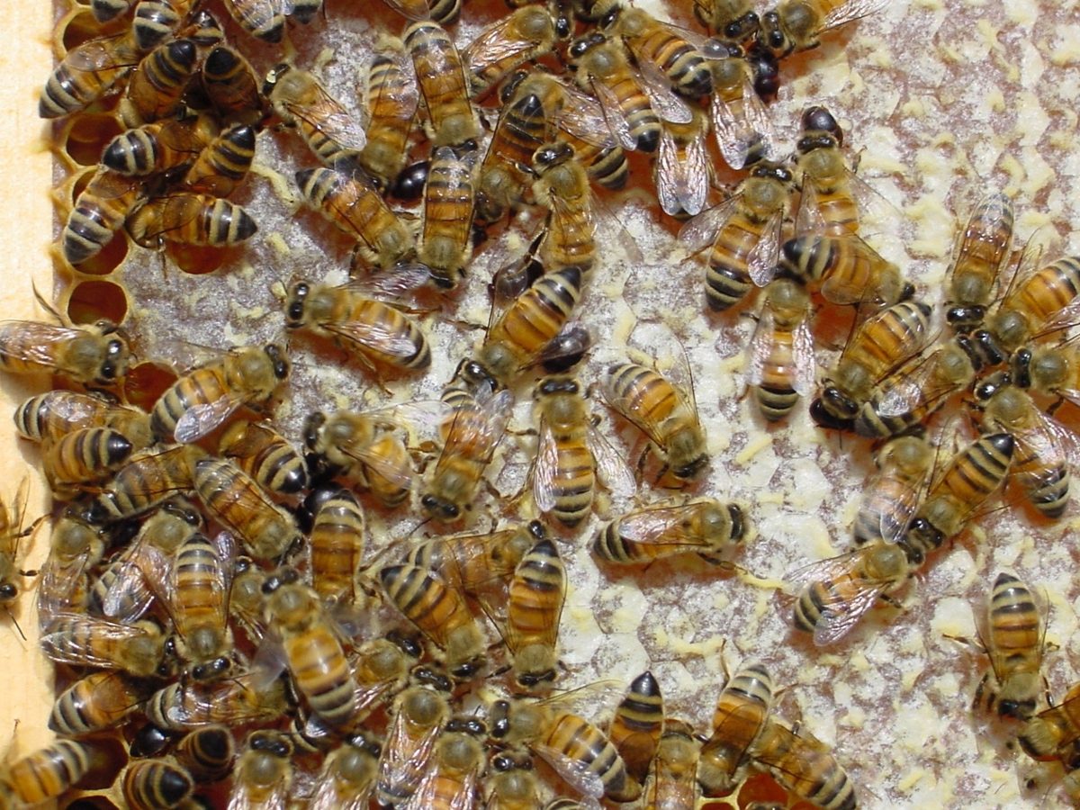 Adult small hive beetles on comb