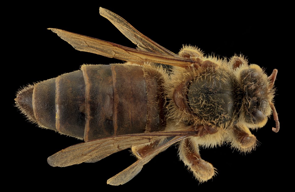 Close-up of a queen from above