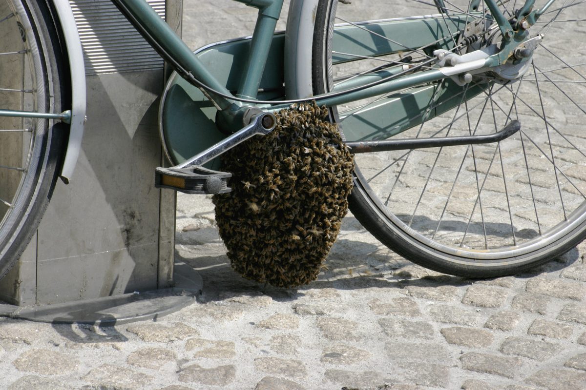A swarm clustered on a bicycle