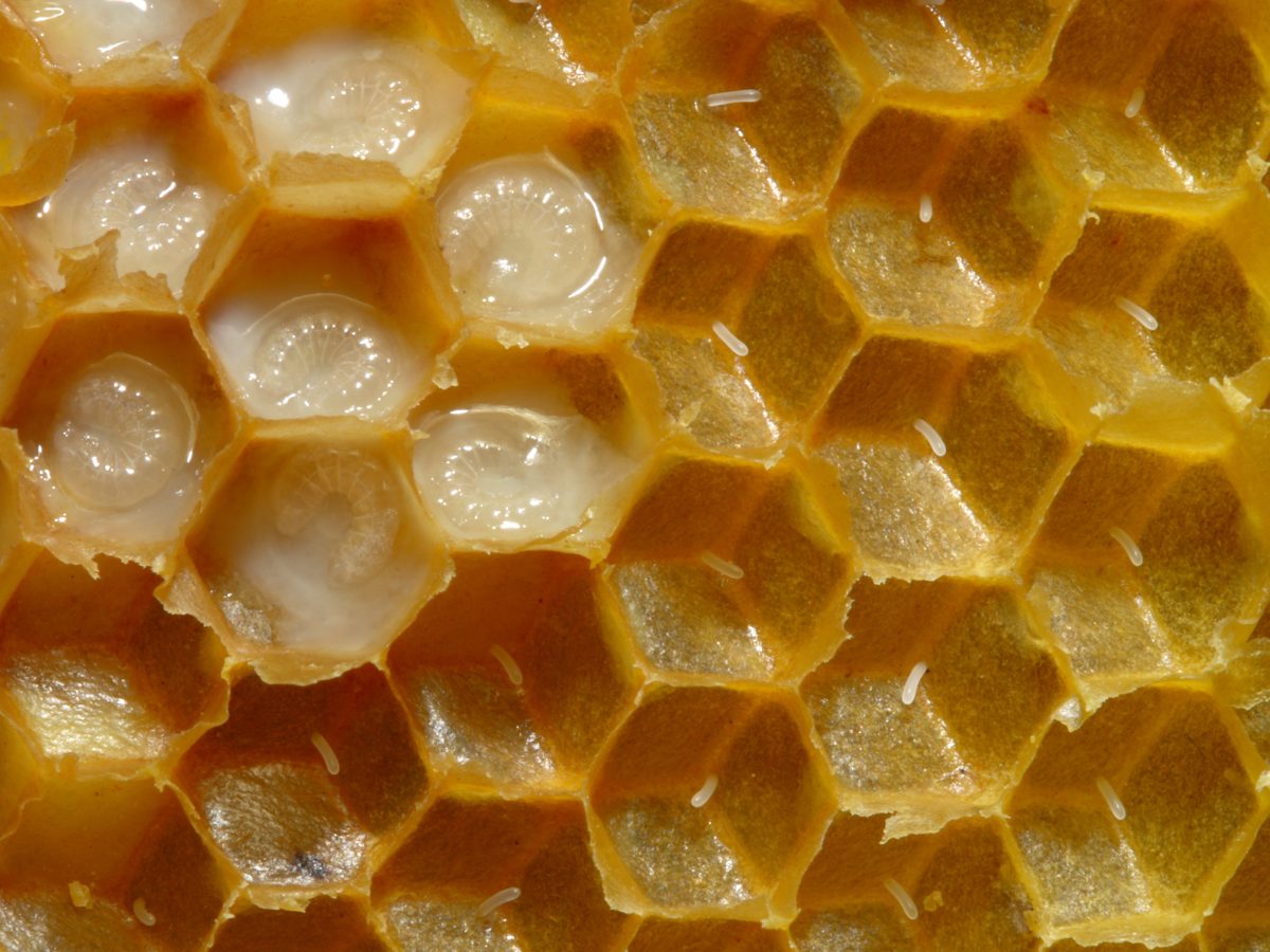 Close-up of eggs standing in cells beside young larvae