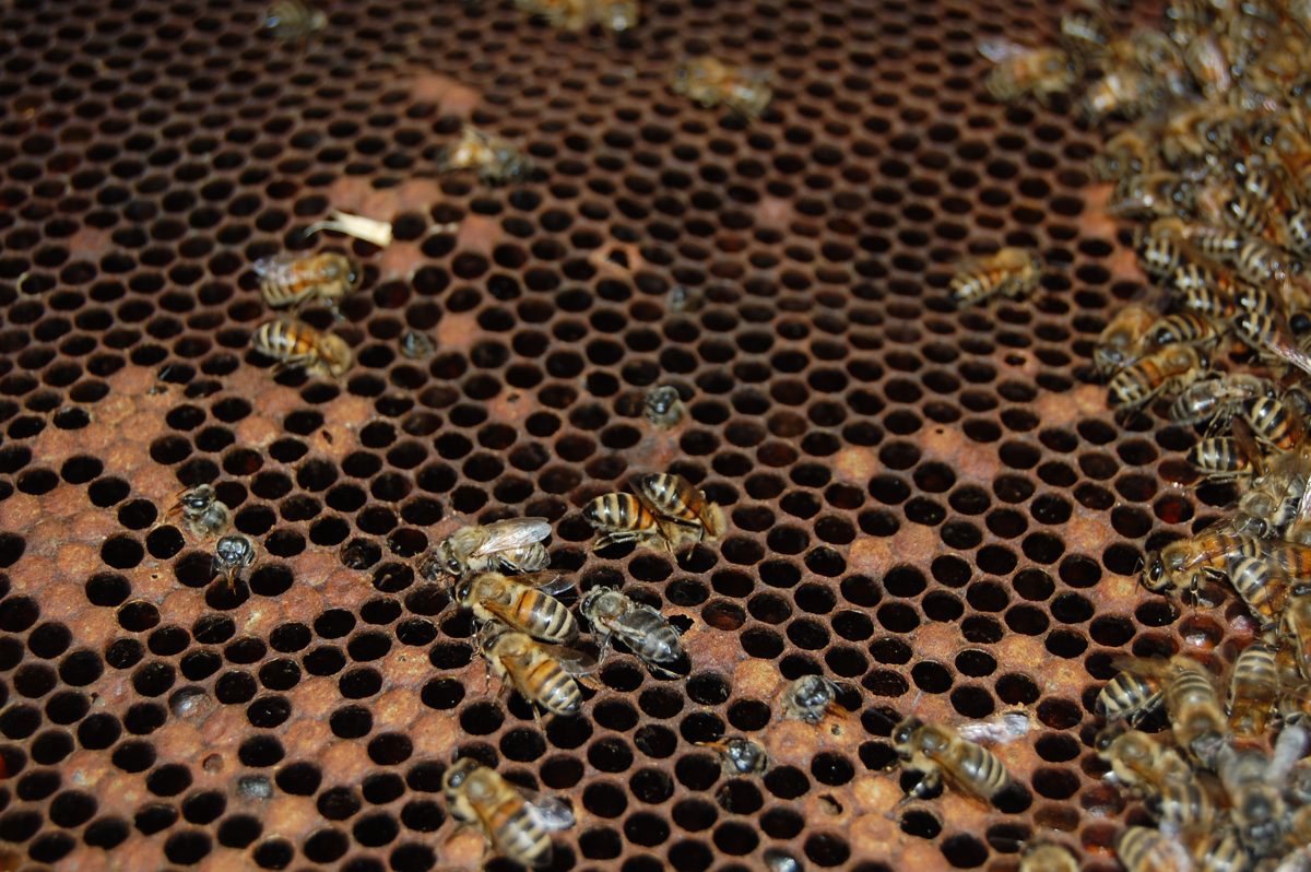 A spotty, scattered brood pattern on a diseased frame