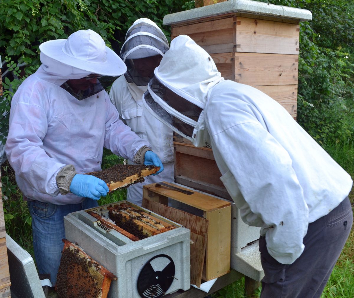 A beekeeper searching a frame for the queen