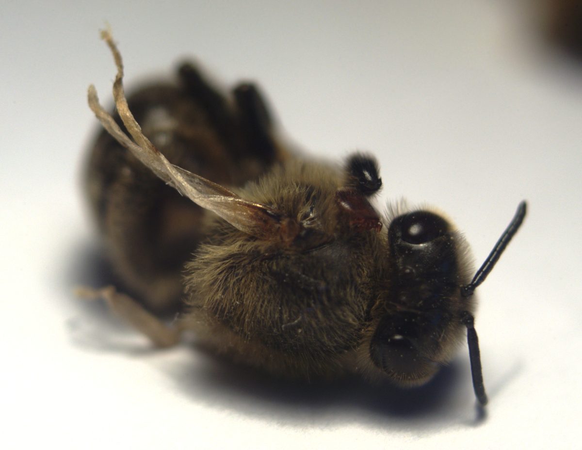 A bee with a varroa mite and deformed wings