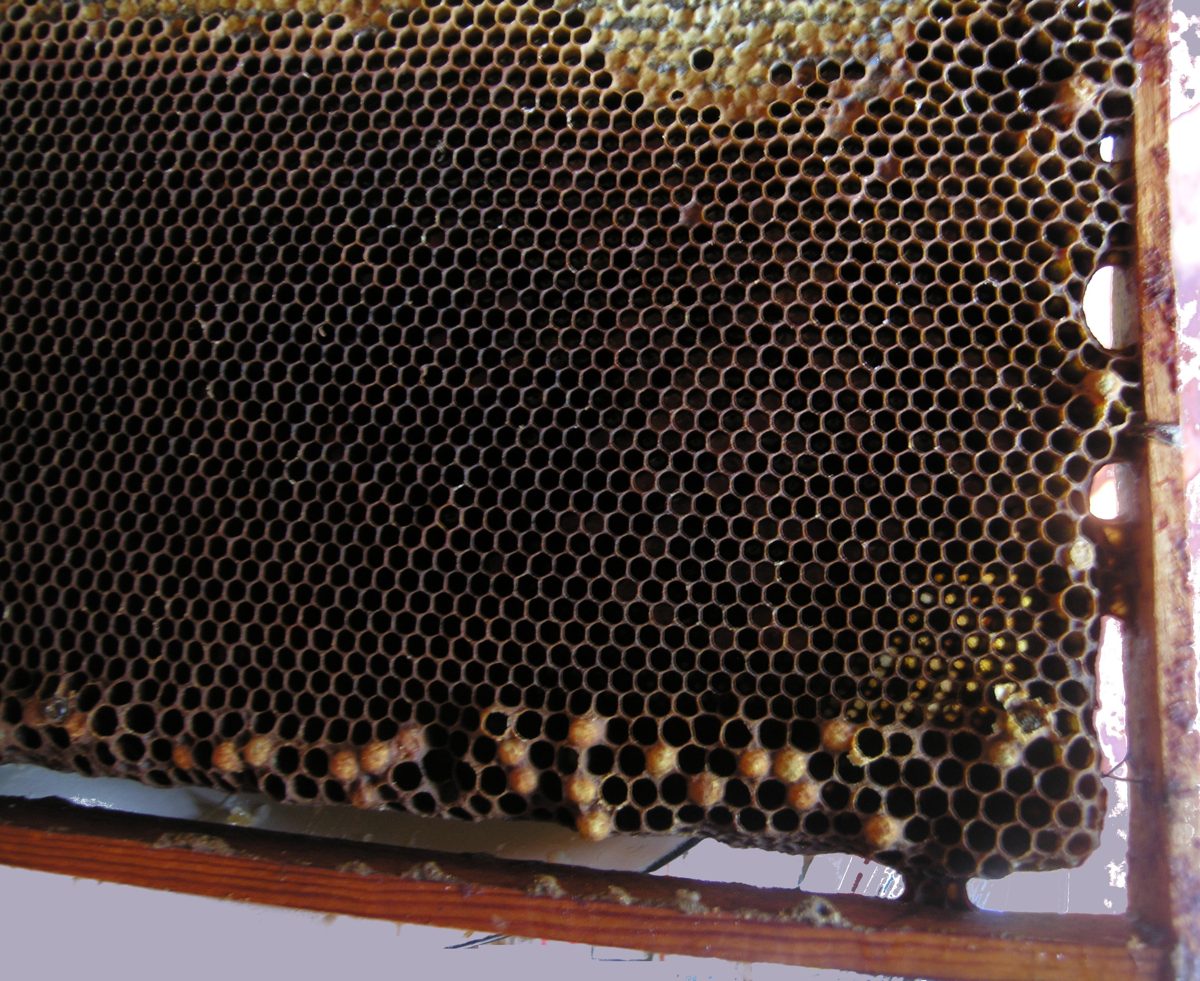 A comb with multiple eggs per cell from laying workers