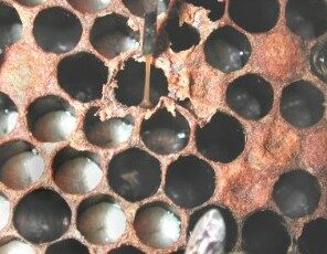A comb damaged by American foulbrood