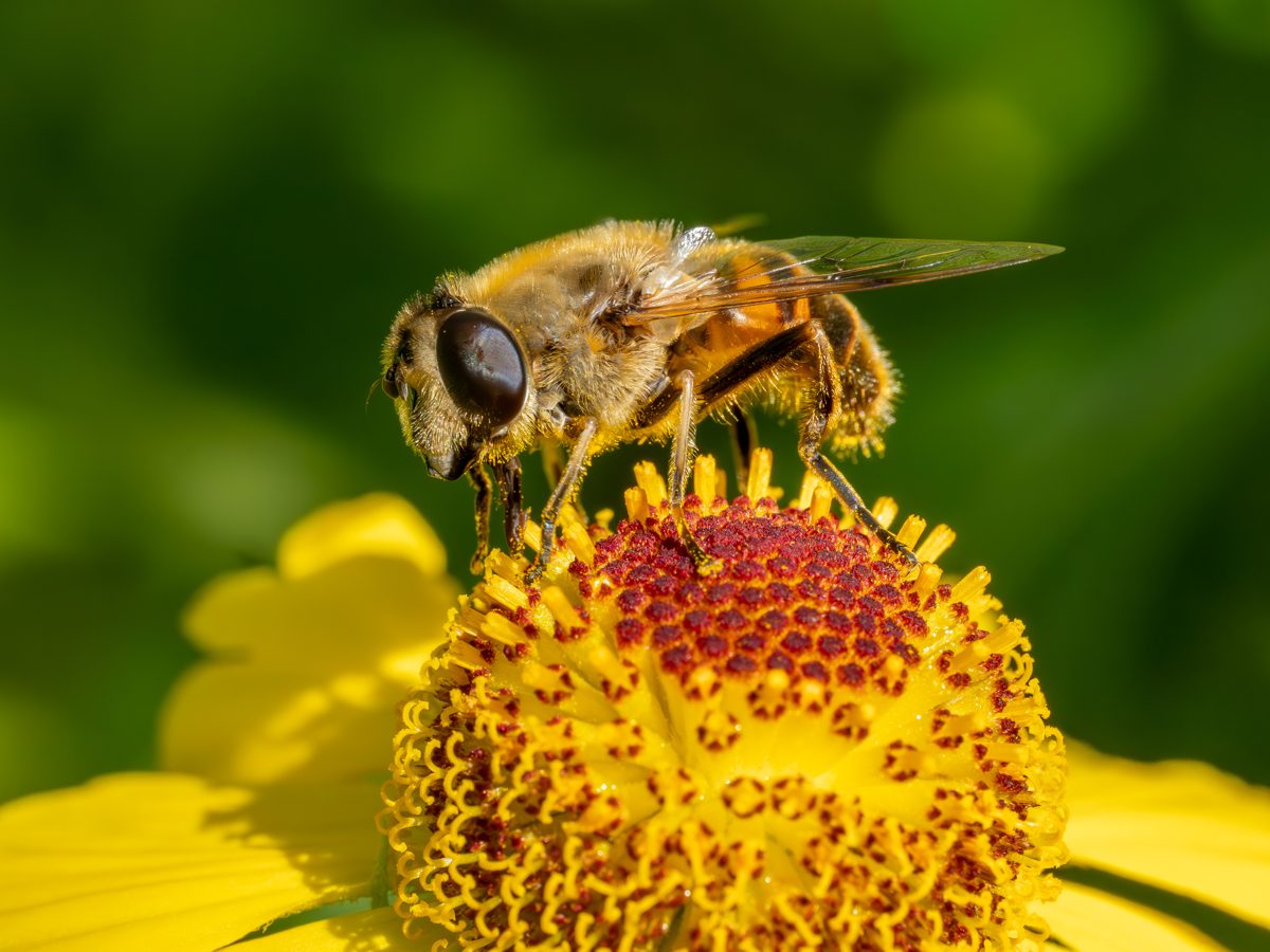 A drone fly on a yellow flower, looking much like a honey bee
