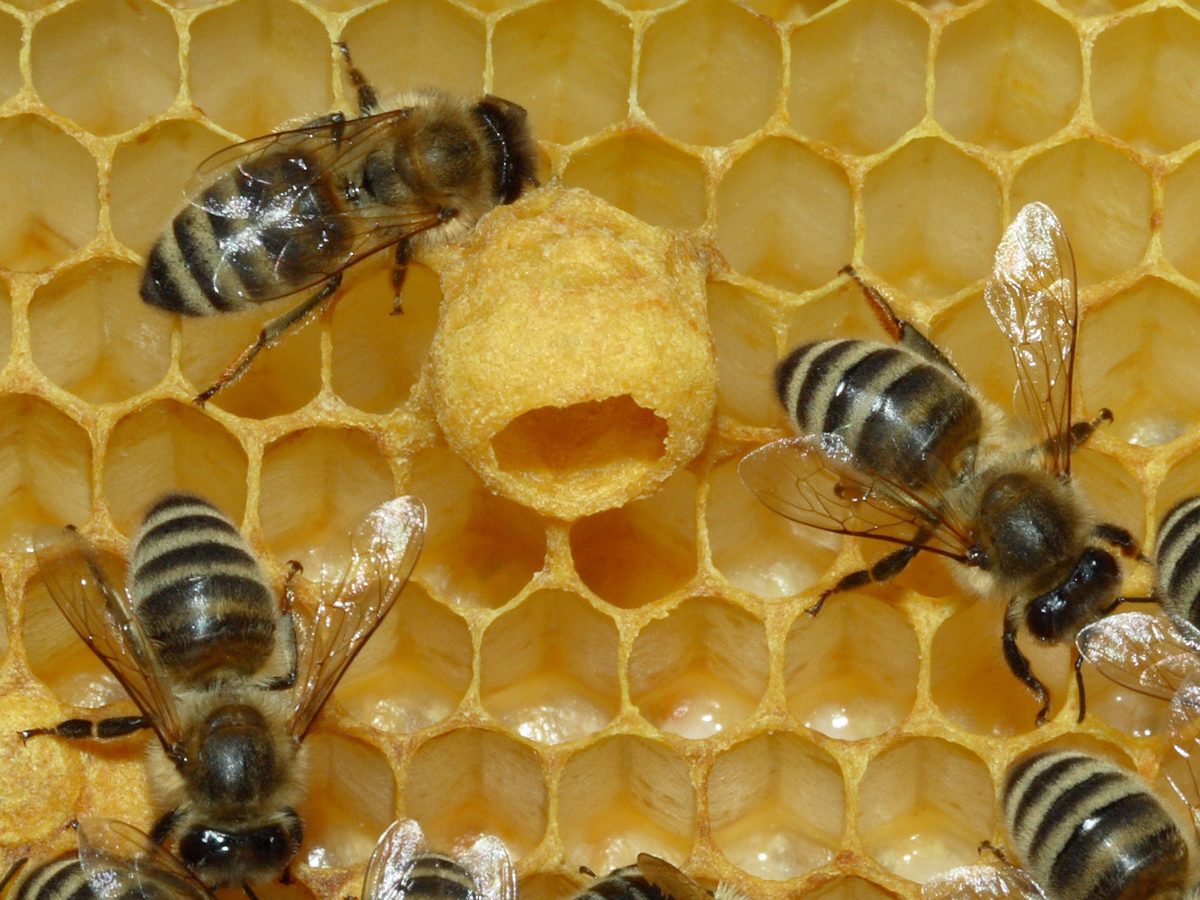 A queen cup at the edge of a comb