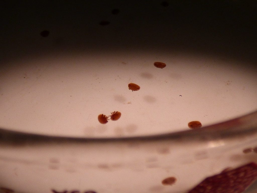 Mite monitoring training: sampling bees from a frame