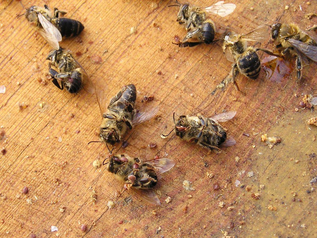 Dead bees with varroa mites