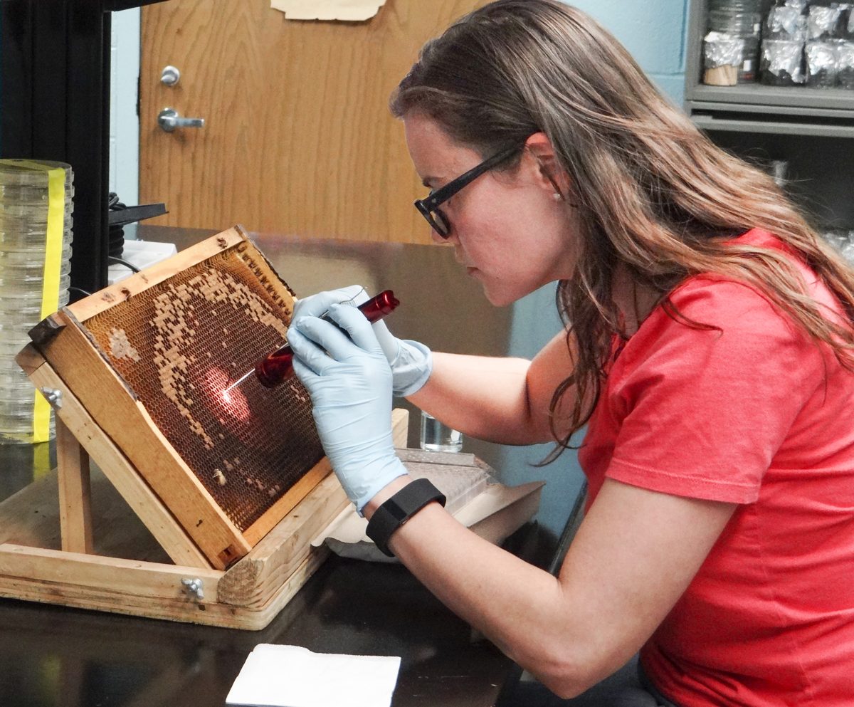 Technician lifting young larvae out of brood comb