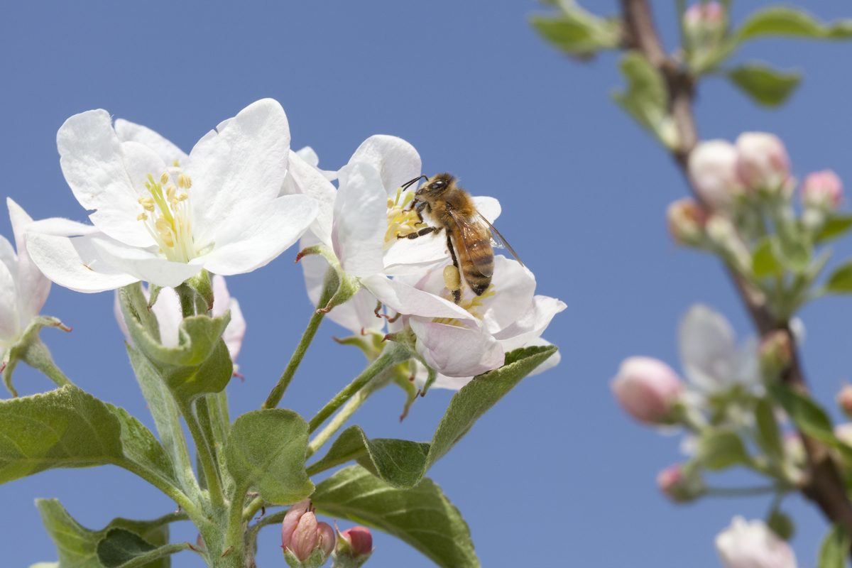 A honey bee on an apple blossom