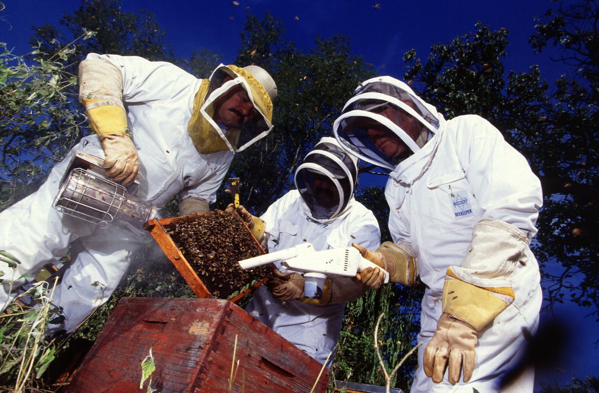 Beekeepers using a smoker while inspecting a frame